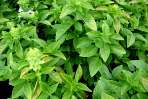 Saiba por que o Manjeric&atilde;o &eacute; uma Planta M&aacute;gica