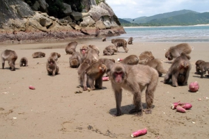 O Cent&eacute;simo Macaco