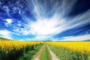 O Caminho do Amor