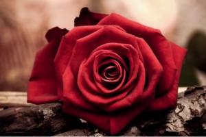 A Rosa Sagrada I