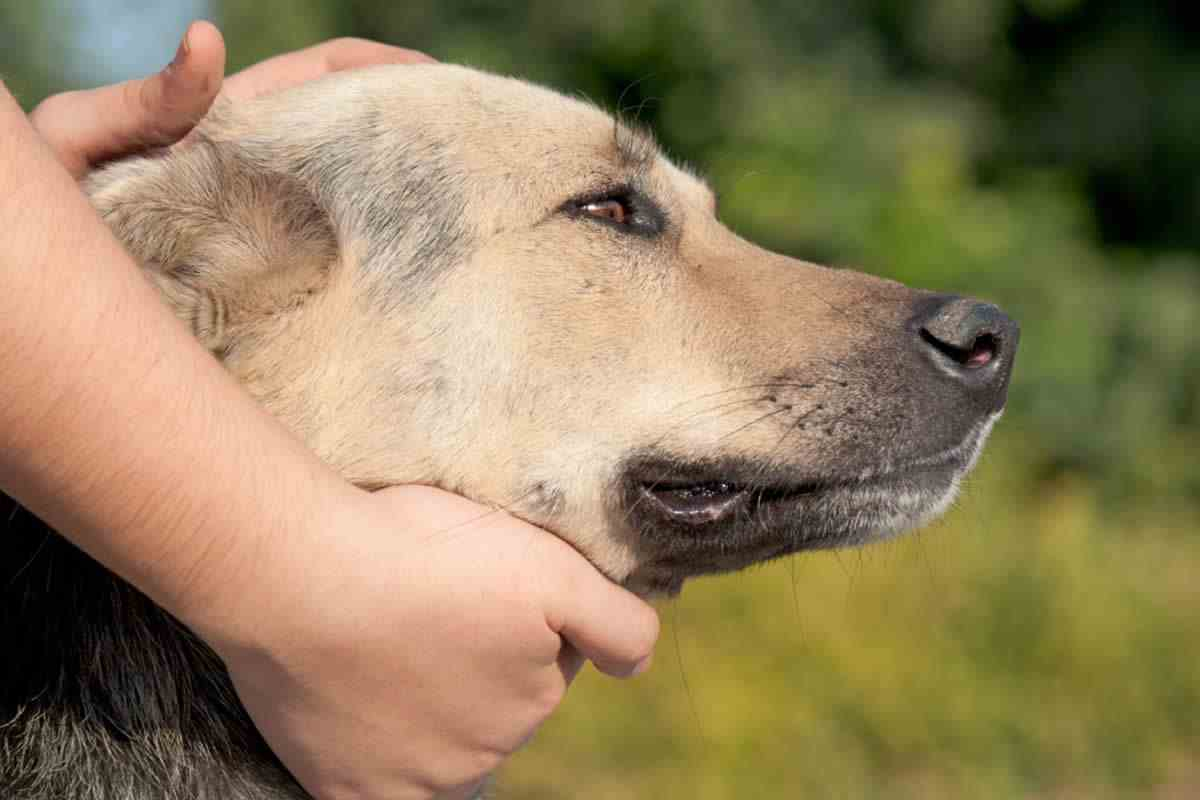A Velhice nos C&atilde;es