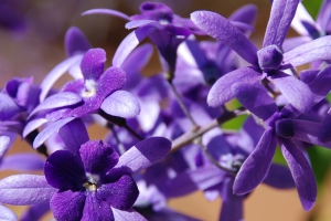 Florais de S.Germain